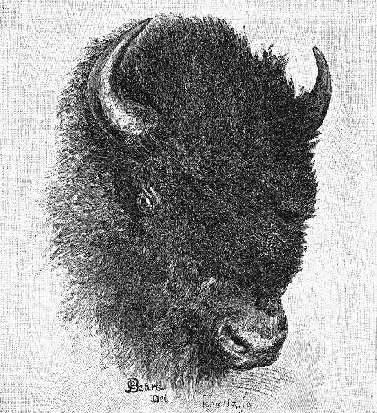 Head of the Bison, or American Buffalo. [See Next Page.]