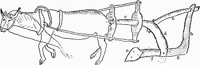 Ox-drawn plough; linked to larger image.