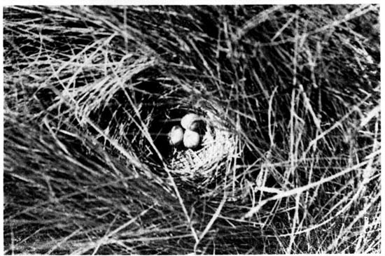 The nest of a Sharp-tailed
Sparrow viewed from above.