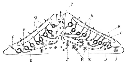 Illustration: Diagram of a vertical section through a freshwater
sponge (modified from Kkenthal)