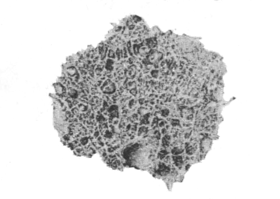 Illustration: Fig. 6.—Radial section through part of a dried
sponge of Spongilla crassissima (from Calcutta),  5.