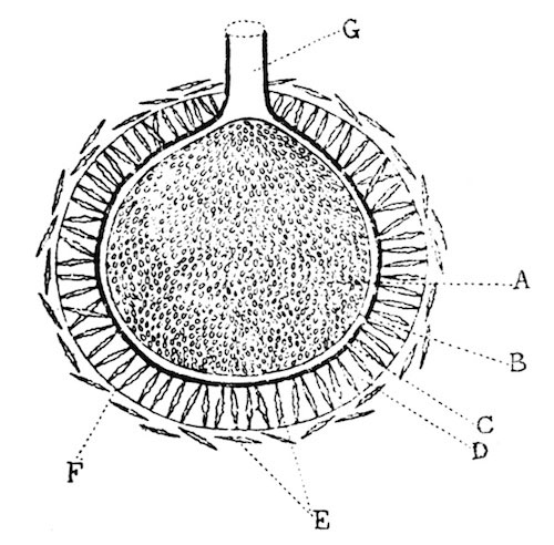 Illustration: Fig. 7.—Diagram of a vertical section through
the gemmule of Spongilla proliferens.