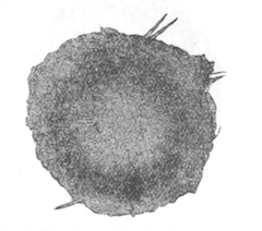 Illustration: Fig. 18.—Gemmule of
Spongilla bombayensis as seen from above (from type specimen),
magnified.