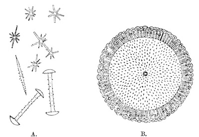 Illustration: Fig. 22.—Dosilia plumosa.