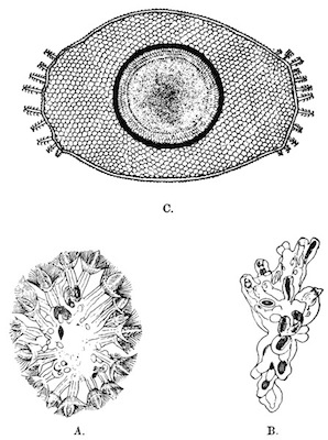 Illustration: Fig. 46.—Lophopodella
carteri (from Igatpuri Lake).