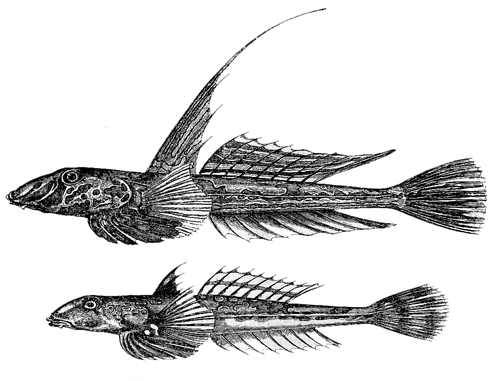 Fig. 28. Callionymus lyra. Upper figure, male; lower figure, female.