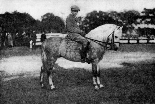 MY LORD PEMBROKE
  Welsh Mountain Pony Stallion. Winner of First Prize at Brockton Fair,
  1912, for best pony thirteen hands or under shown under saddle