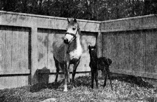 LONGMYND FAVORITE AND HER FOAL MANOMET WHITE STAR
  The mare was imported in 1911 and shows her remarkable breeding in every way