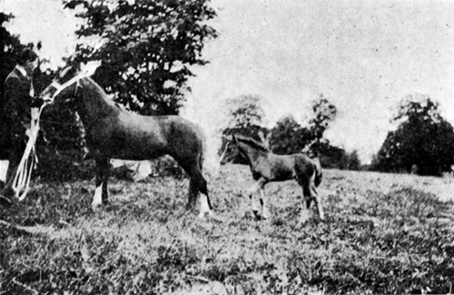 MARE AND FOAL
  At Llandilo