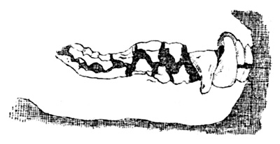 Fig. 4. Dovetailed Jaws.