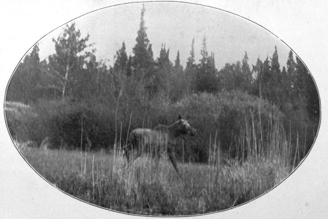 YOUNG BULL MOOSE NEAR RUSSELL POND.

(West Branch Waters.)

Photographed from Life.