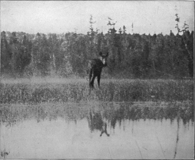 COW MOOSE ON BLACK POND.

(West Branch Waters.)

Photographed from Life.