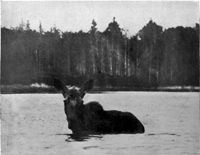 COW MOOSE IN HARRINGTON LAKE.

(West Branch Waters.)

Photographed from Life.