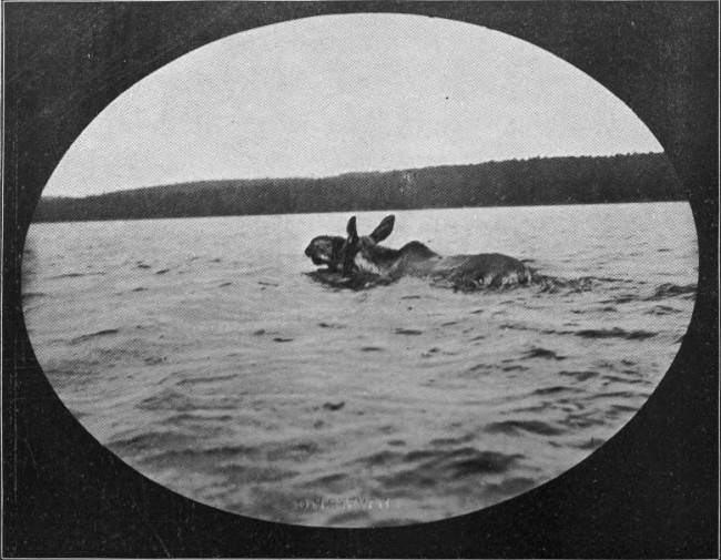 BULL MOOSE SWIMMING MUSQUOCOOK LAKE.

(St. John Waters.)

Photographed from Life.