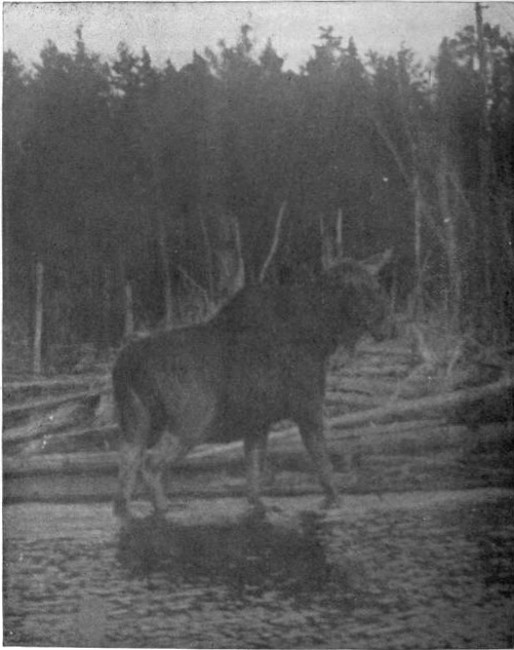 LARGE BULL MOOSE ON MUD POND BROOK.

(West Branch Waters.)

Photographed from Life. Time exposure.