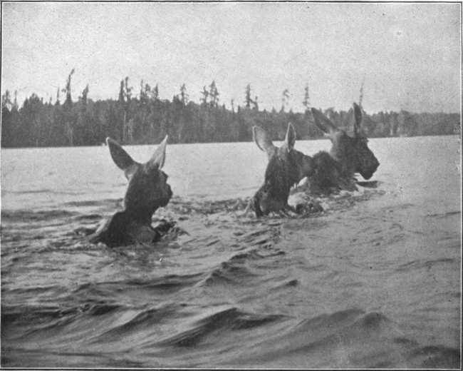COW MOOSE, WITH CALVES, SWIMMING MUD POND.

(West Branch Waters.)
