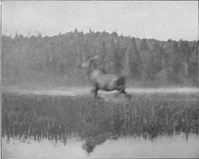 BULL MOOSE ON BLACK POND. (West Branch Waters.)

Photographed from Life.