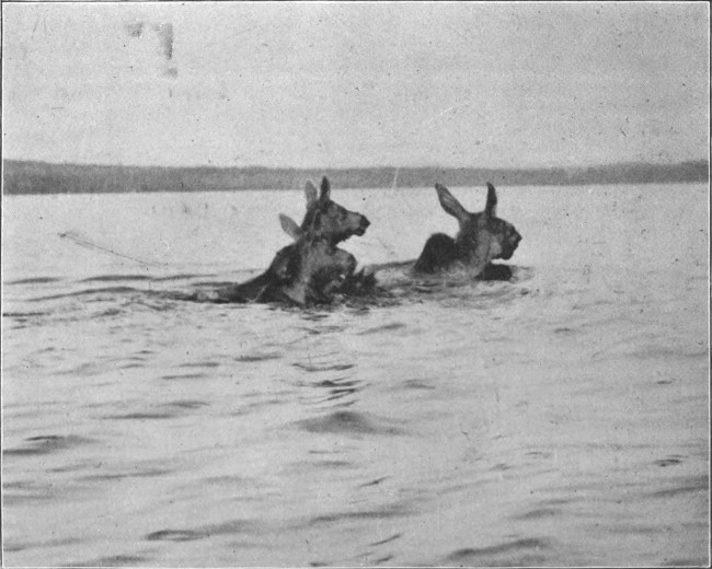COW MOOSE AND CALVES SWIMMING MUD POND.

(West Branch Waters.)

Photographed from Life.