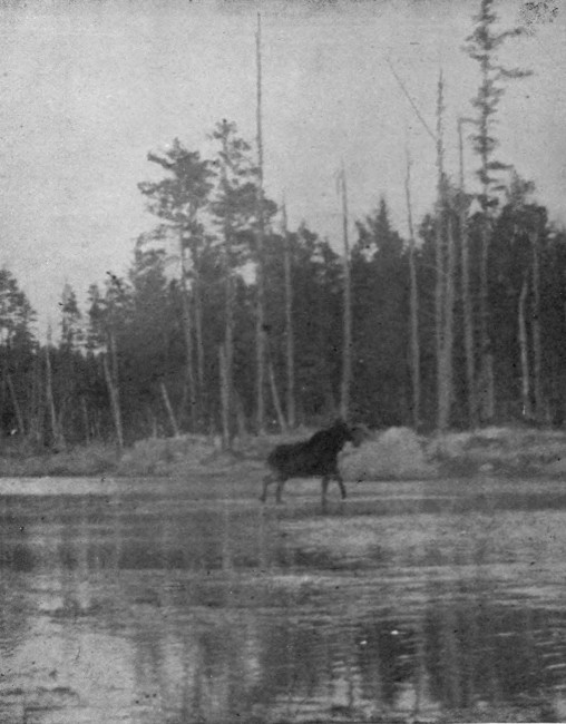 BULL MOOSE IN CARIBOU LAKE.

Photographed from Life.