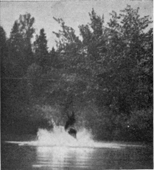 COW MOOSE IN UMSASKIS LAKE.

Photographed from Life.