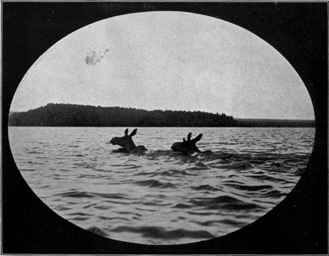 YOUNG BULL AND COW MOOSE SWIMMING.

(Lobster Lake.)

Photographed from Life.
