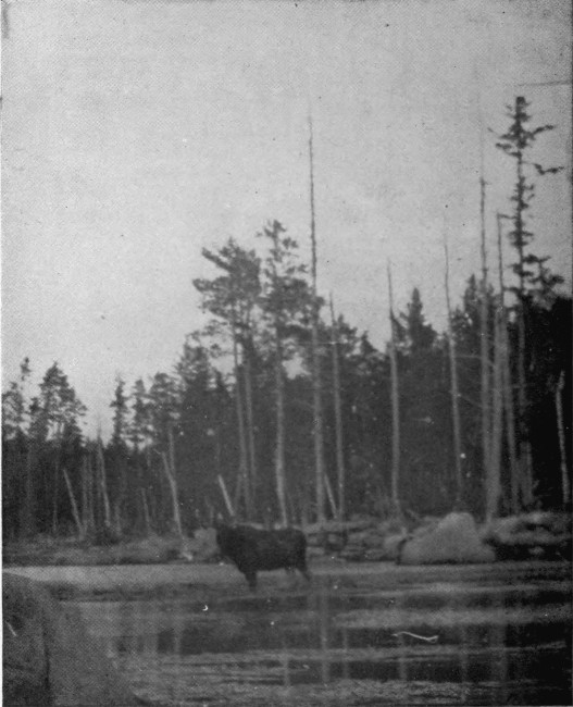 BULL MOOSE IN CARIBOU LAKE.

Photographed from Life.