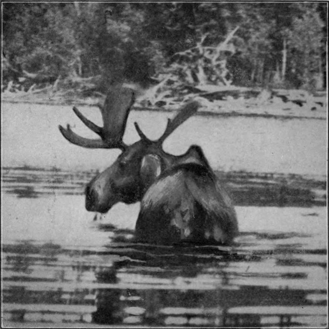 BULL MOOSE IN ALLAGASH STREAM.

(St. John Waters.)

Photographed from Life.