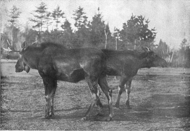 BULL AND COW MOOSE.

Photographed from Life.