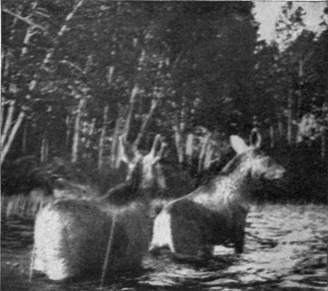 MOOSE CALVES LEAVING WATER.

(Mud Pond Region.)

Photographed from Life.