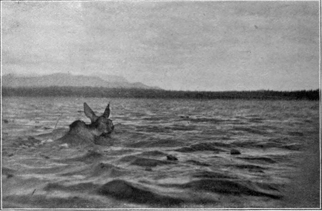 COW MOOSE SWIMMING MOOSEHEAD LAKE

Photographed from Life.