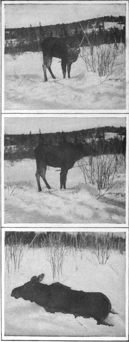YOUNG BULL MOOSE CAUGHT IN DEEP SNOW.

(Northern Aroostook.)

Photographed from Life.