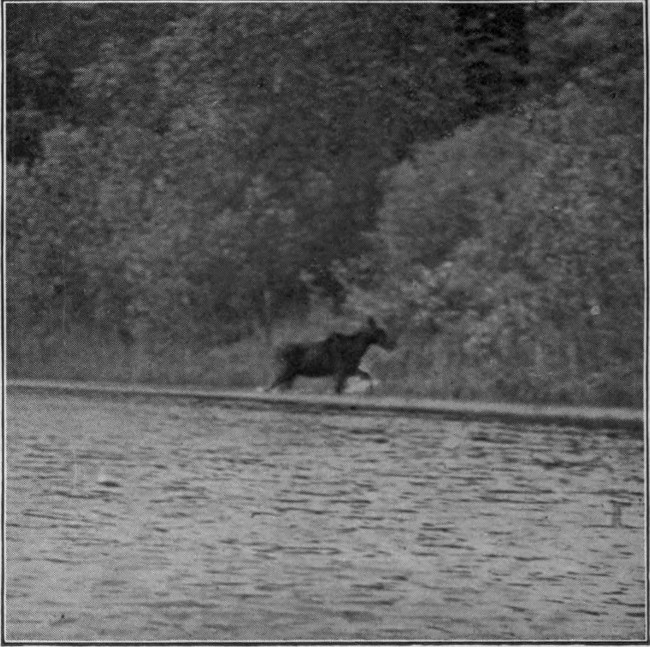 COW MOOSE ON SHORE OF ALLAGASH LAKE.

Photographed from Life.