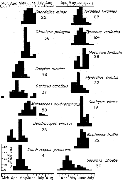 Fig 5.—Histograms representing breeding schedules of the Common Nighthawk, Chimney Swift, woodpeckers, and flycatchers
