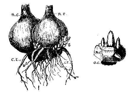 Gladiolus.
o. c. old corm; c. r. contractile roots;
n. c. new corms with "spawn" (s.) at base.