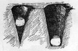 Wrong and Right
way of planting Bulbs with Dibber. Wrong and Right
way of planting Bulbs with Dibber.