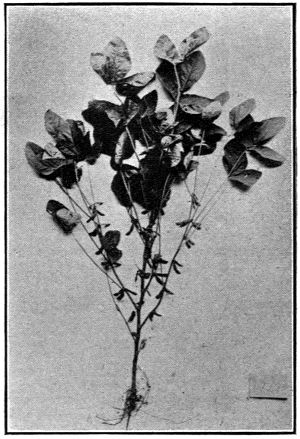 Soya Plant with Nitrogen Gathering Tubercles