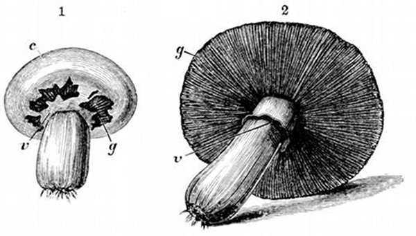 Fig. 26.

Later stages of the mushroom. (After Gautier.)

1, Button mushroom stage. c, Cap. v, Veil. g, Gills.

2, Full-grown mushroom, showing veil v after the cap is quite
free, and the gills or lamell g, of which the structure is shown in
Fig. 27.