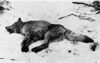 Figure 9.—After release, the wolf lay still for 1
hours before jumping up and running off.
(Photo courtesy of L. D. Mech.)