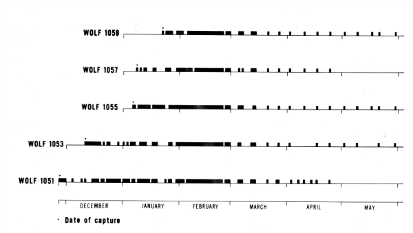 Figure 16.—Distribution of the days on which data were obtained for each
of the radiotagged wolves. Because tracking success was 99 percent, this
also represents the distribution of effort. During June, July, and August,
wolves 1053 and 1059 were located 1 day each month.