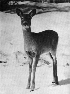 Figure 29.—The main prey of wolves in northern
Minnesota is the white-tailed deer. (Photo
courtesy of L. D. Mech.)