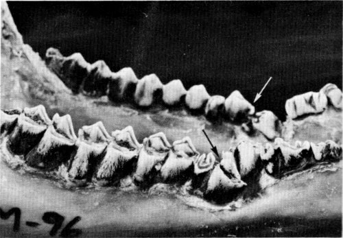 Figure 10.—An extra set of fourth premolars
(arrows) occurred in specimens M-96.