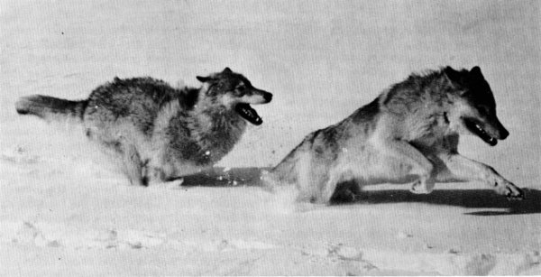 Figure 8.—Wolves run at a shallow angle, thus hindering them in deep snow.
(Photo courtesy of D. H. Pimlott.)