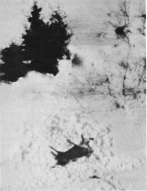Figure 10.—During a period of especially deep
snow, wolves abandoned many kills before
pulling apart the skeletons. (Photo courtesy
of L. D. Mech.)