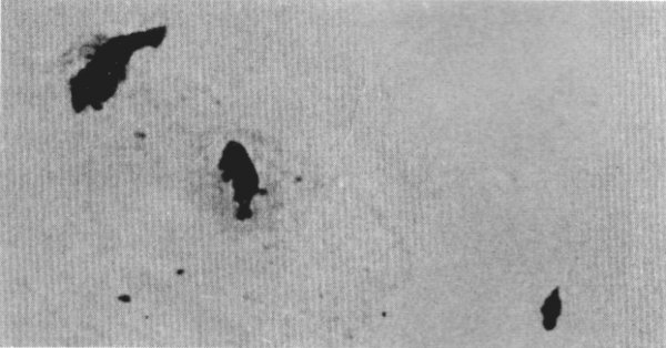 Figure 11.—On frozen lakes, wolves often seem
to have the advantage over deer, such as in
this case where the wolf (center) has just
killed a deer and is trying to discourage a raven
from joining him in the feed. (Photo courtesy
of L. D. Frenzel.)
