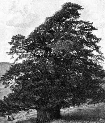 A Yew Tree on Mountain, N. England