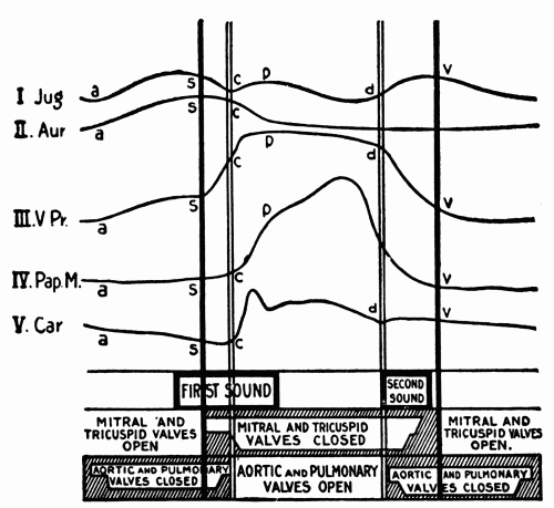 Fig. 35.—Semidiagrammatic representation of the events in the cardiac cycle: Jug.,
pulse in the jugular vein; Aur., contraction of auricle; V. Pr., intraventricular pressure;
Pap. M., contraction of the papillary muscles; Car., carotid pulse. Below are
given the times of occurrence of the heart sounds and of the opening and closing of
the heart valves. (After Hirschfelder.)