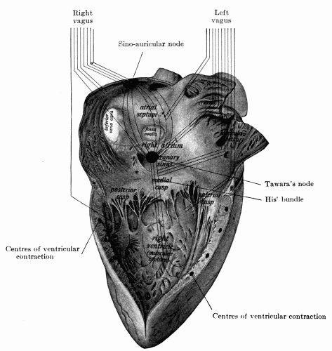 Fig. 38.—Right side of the heart showing diagrammatically the distribution of the
two vagus nerves to different parts of the viscus....(Hare's Practice of Medicine.)