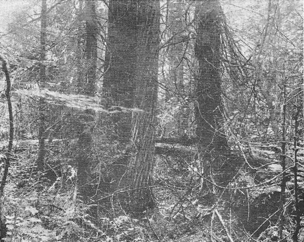 Fig. 2. Virgin white pine grove, Gogebic County. Trunks
up to four feet in diameter. Little undergrowth. August 17, 1920.