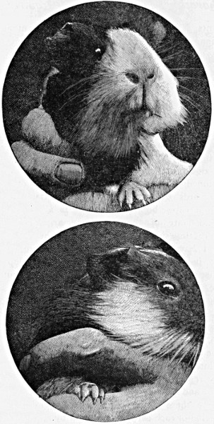 Fig. 1.—Reproduction of photographs from life of a male and female
guinea-pig, whose left restiform bodies had been injured by a scalpel
six months previously. The loss of tissue in both ears was due to
haematoma and dry gangrene, which, however, had ceased when the
photograph was taken.