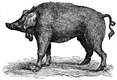 Old Irish Pig, showing jaw-appendages